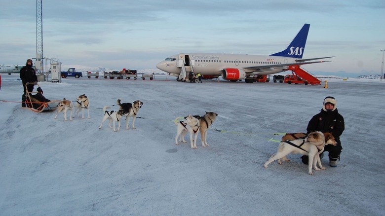 Dog sled team with mushers on a snowy airport tarmac near a Scandinavian Airlines (SAS) plane in Greenland or Arctic region, blending traditional and modern transportation.