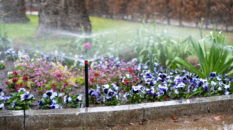 Bed of flowers being watered by an in-ground sprinkler
