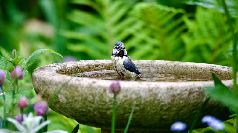 Small blue bird in a concrete bird bath