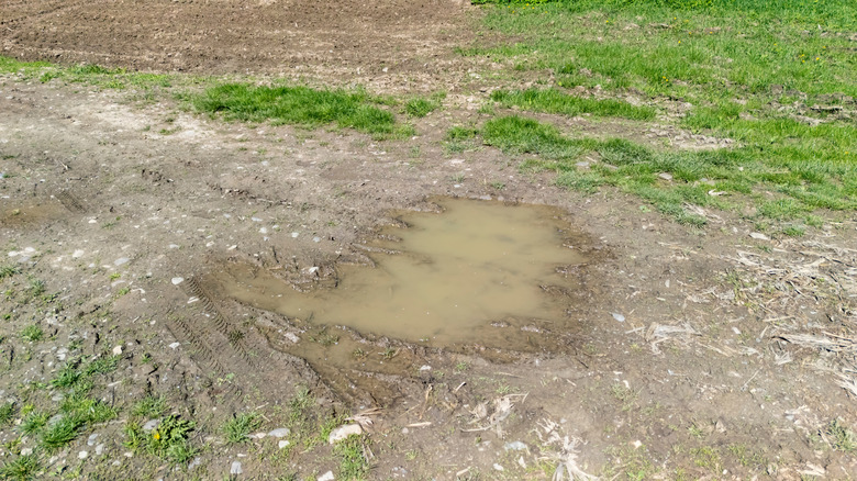 Puddle in the middle of a dirt road