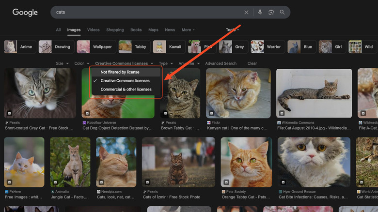 Google image search for cats