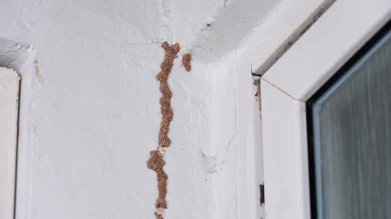 Visible termite damage in a home