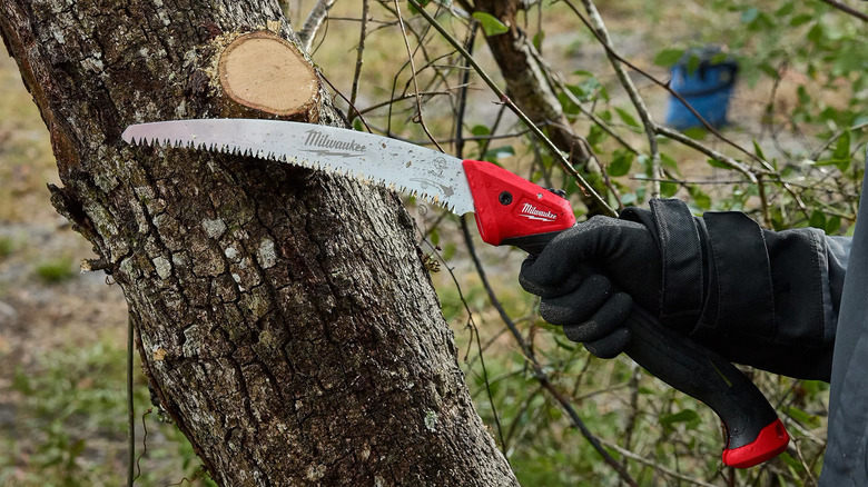 A person pruning a tree branch with a saw