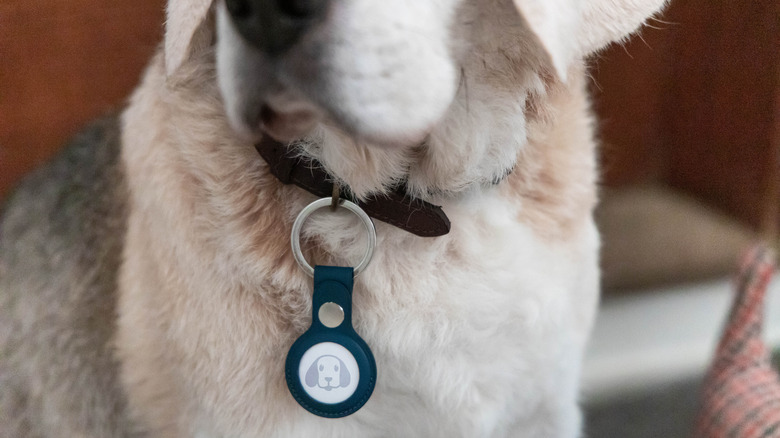Tracking device on a dog
