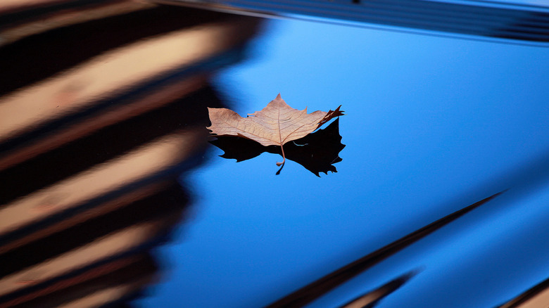 A leaf on a waxed and polished car hood