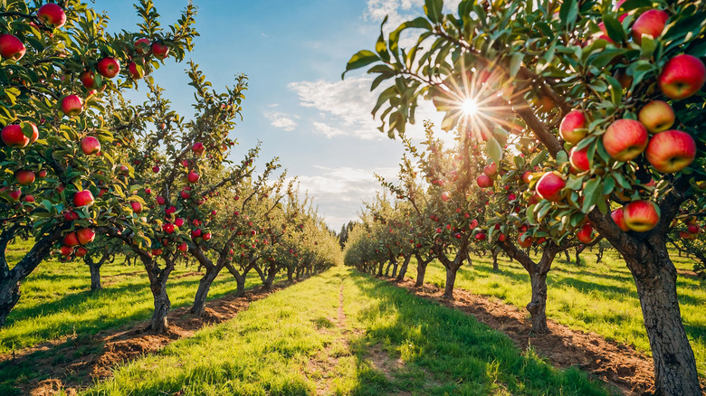Two rows of apple trees with the sun shining through the branches