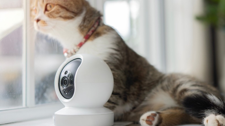 Security camera and a cat looking outside the window
