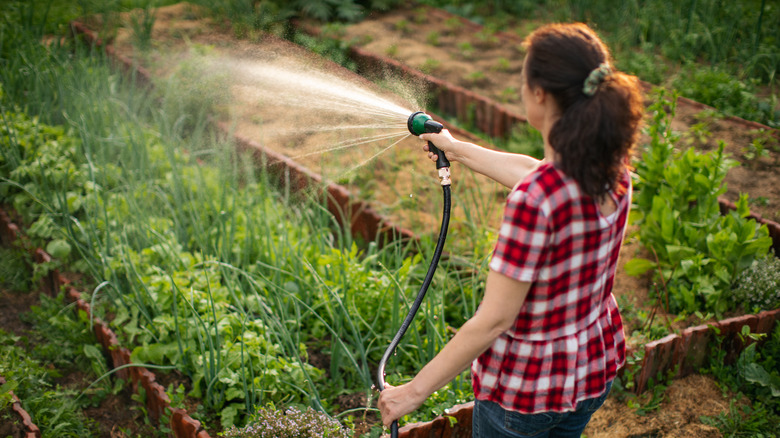 Person watering plants