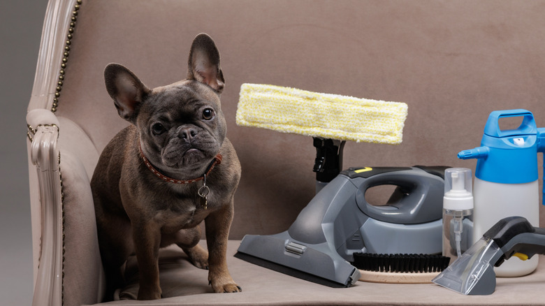 A French Bulldog sitting on a fancy sofa next to cleaning supplies including a vacuum and steam cleaner