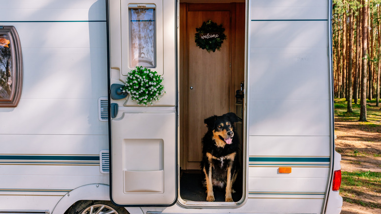 A dog sitting in an RV doorway.