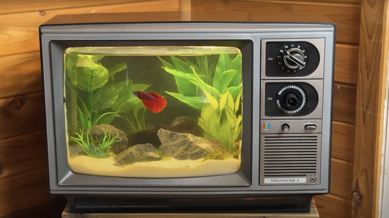 TV aquarium