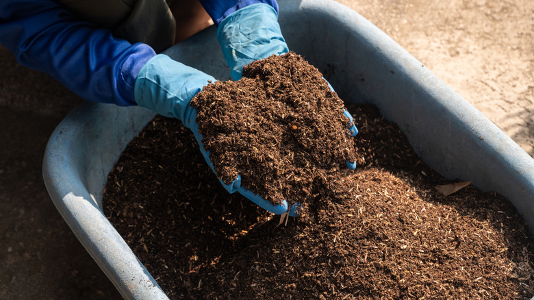 Hands scooping fertilizer in a wheelbarrow