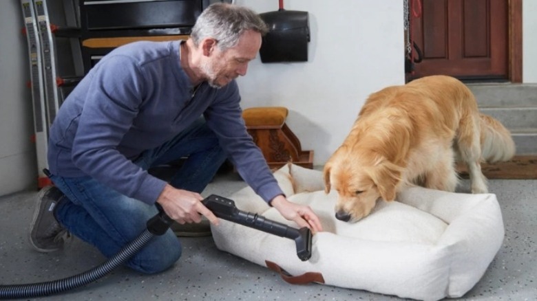 Man using vacuum to clean a dog bed while a golden retriever watches