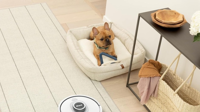 dog with shark robot vacuum