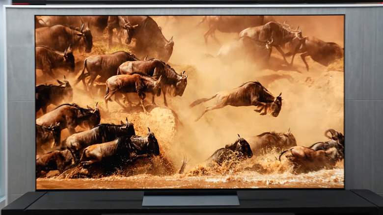 LG 77-inch OLED C5 showing footage of wildebeests