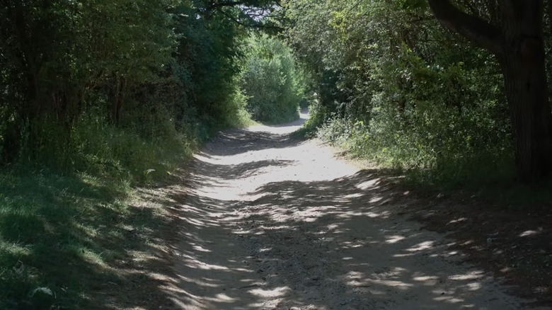 Icknield Way running through the trees on a country road.