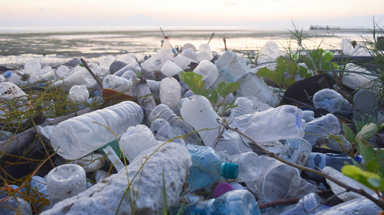Plastic water bottles littering beach