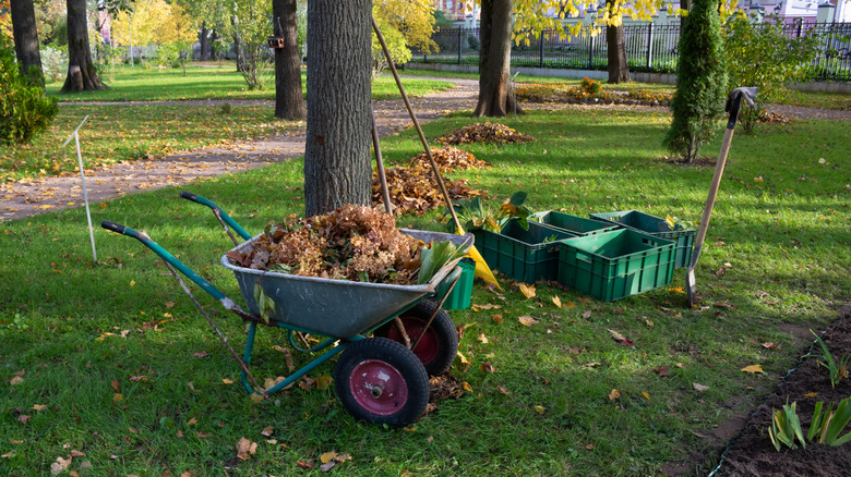 Yard being cleaned of fallen leaves and weeds