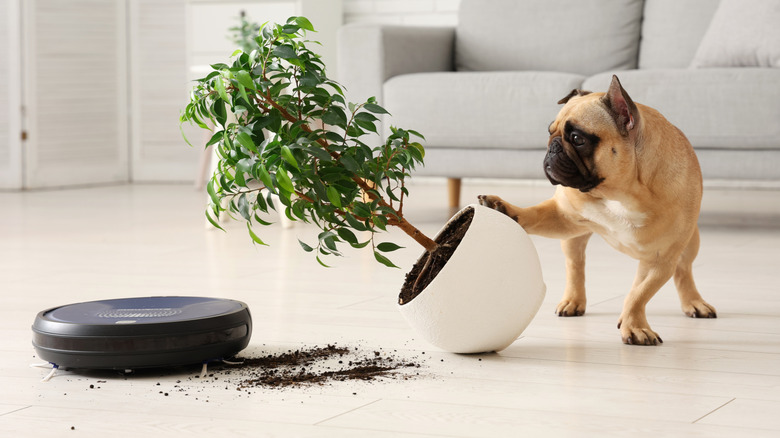 Robot vacuum clears up soil from a pot knocked by a dog