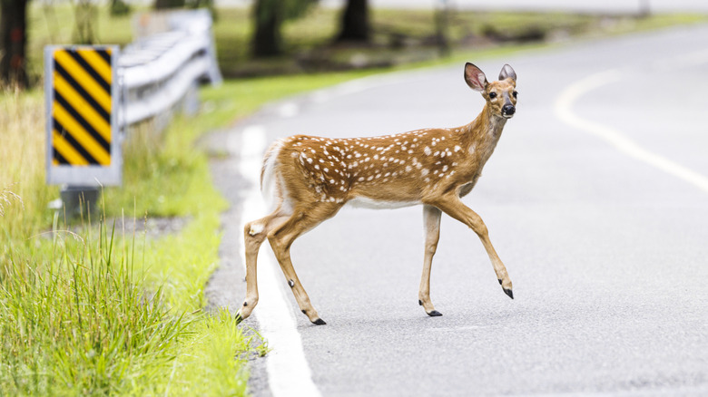 An image of a deer at the side of a road near grass.