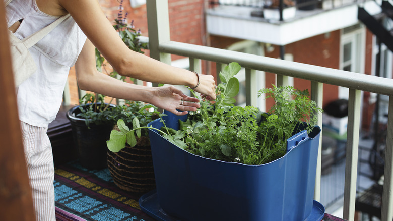 Person tending to apartment balcony planter