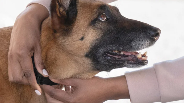 Dog wearing PetSafe Guardian GPS smart collar with owner's hands attaching fastener