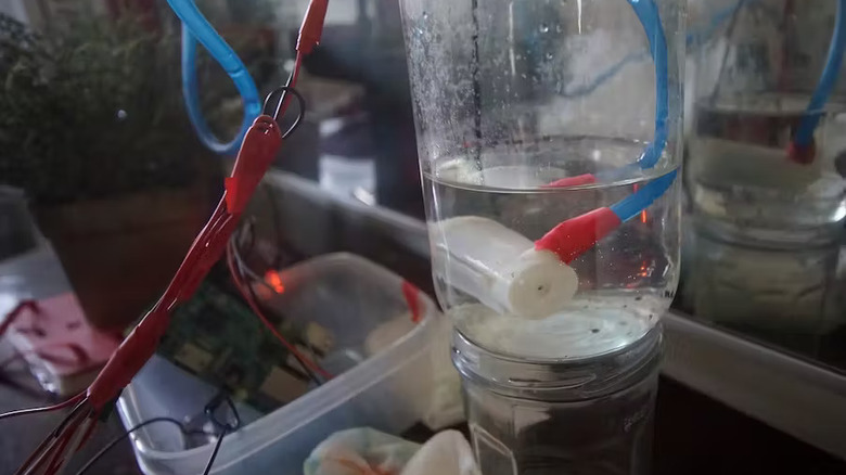 automatic watering system in action
