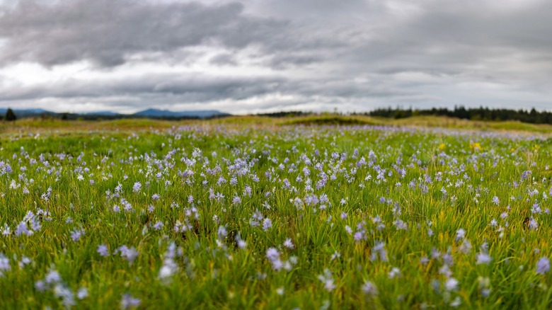 A field of camas blossoms underneath a cloudy evening sky.
