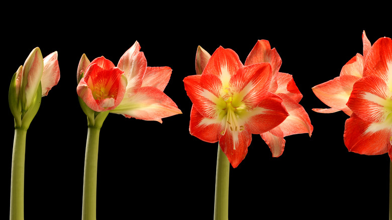 flower blooming slowly