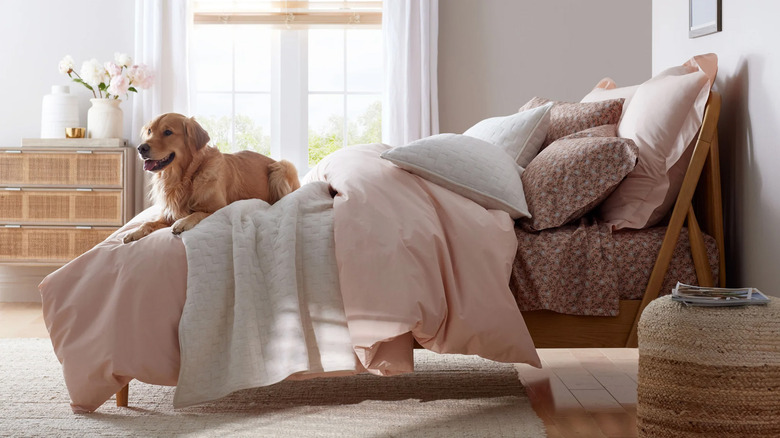 A dog laying on a bed with many pillows and blankets