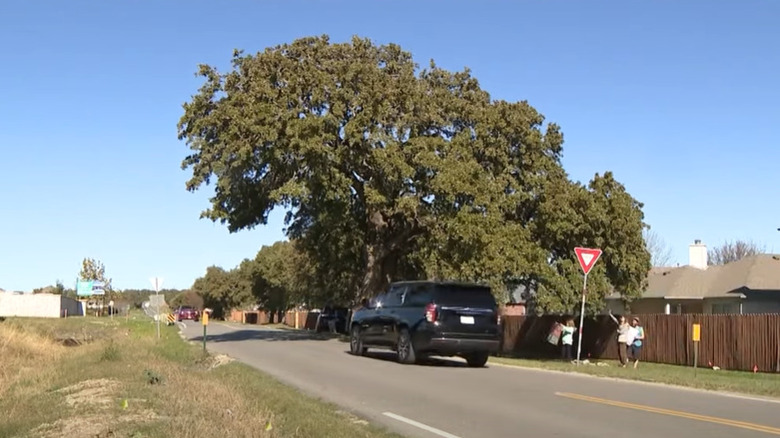 Protestors stand underneath the Old Stagecoach Heritage Oak tree to try and protect it.