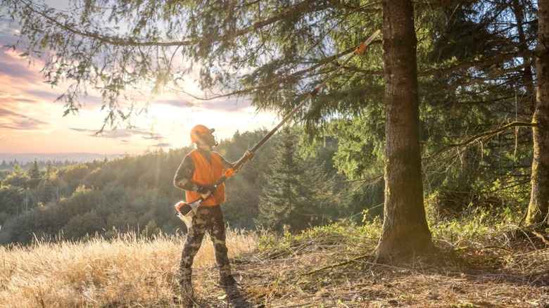 Person using a Stihl pole saw to trim a tree branch