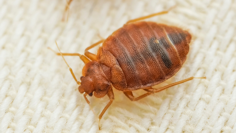 Close up of bed bug on material