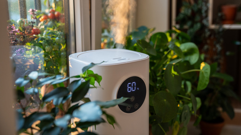 Humidifier letting out mist next to plants