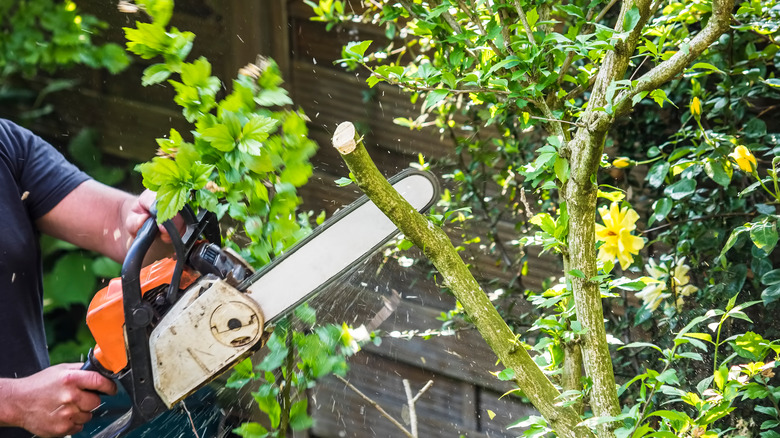 Person cutting branch with chainsaw