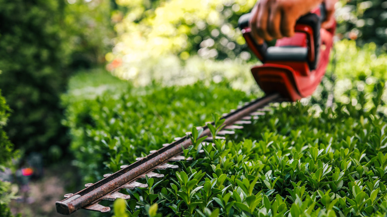 Person cutting hedges with hedge trimmer