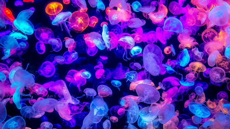 school of colorful jellyfish
