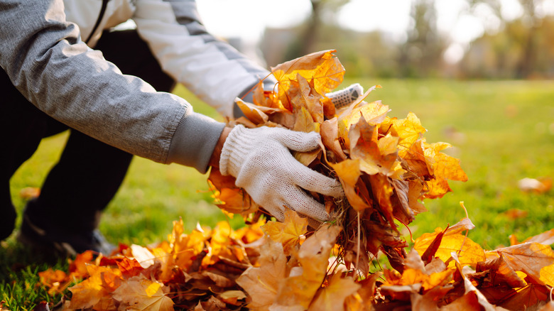 A man in jeans and wearing gloves kneeling down to pick up fall leaves from a pile