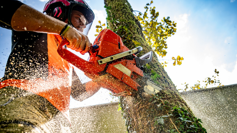 A man using a chainsaw to cut down a tree