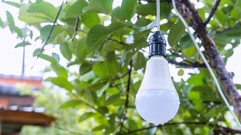 Light bulb hanging from a tree