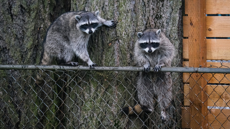 Racoons getting into a backyard over a fence