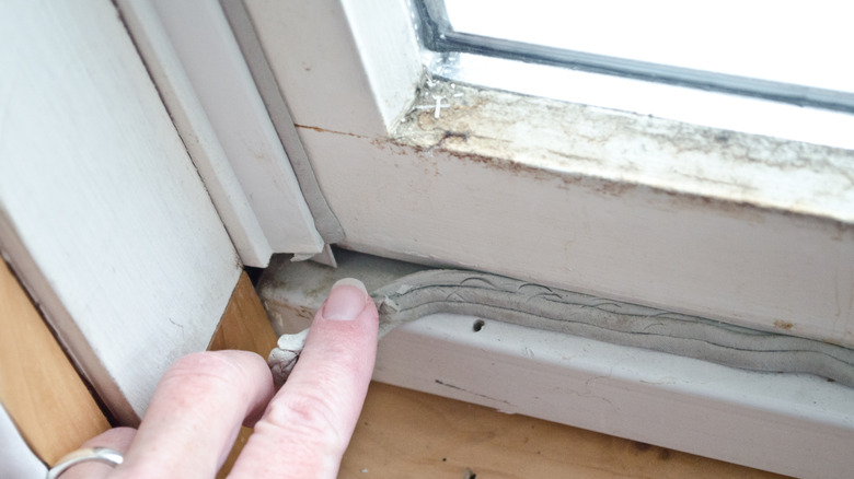 A woman's hand checking a damaged seal around a white wooden window frame