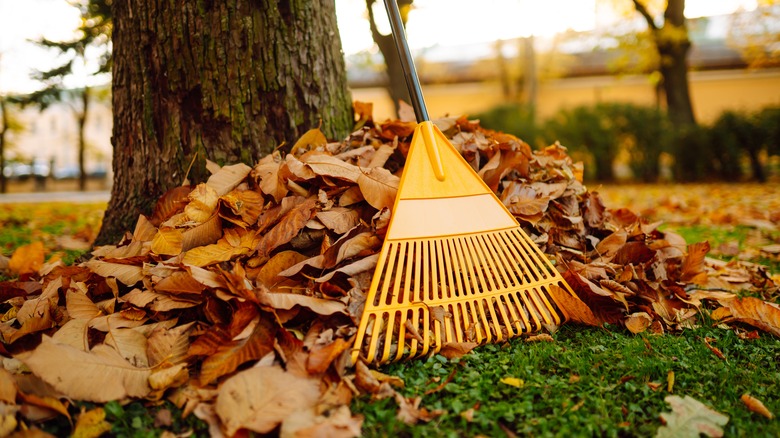 A yellow rake leaning against a tree trunk in a yard full of dead leaves