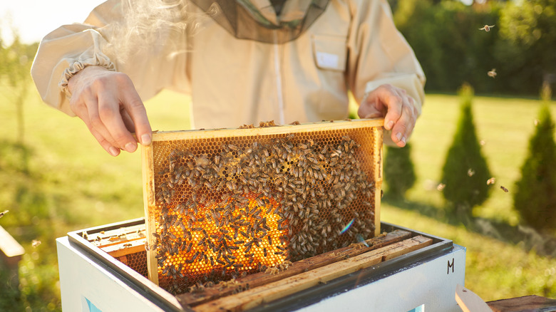 a beekeper handling a hive