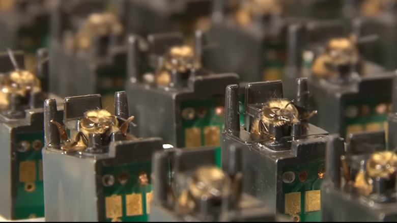 Honeybees in sensor cartridges