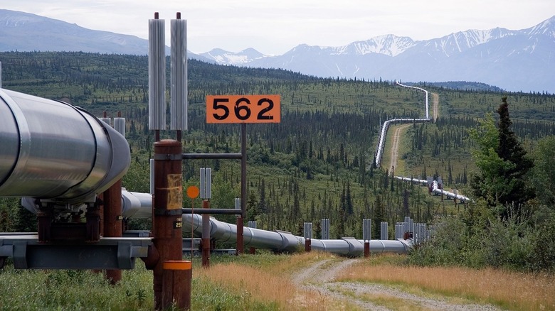 Trans-Alaska pipeline running through forested landscape