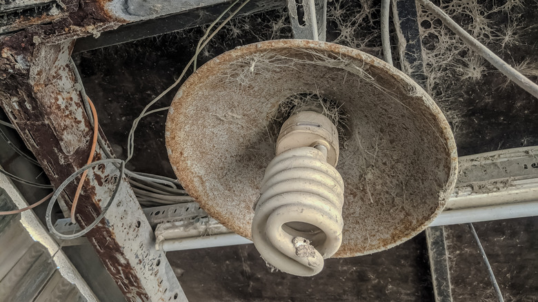 An old, dusty spiral light bulb.