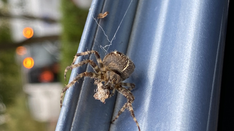 A spider on the door frame of a car.