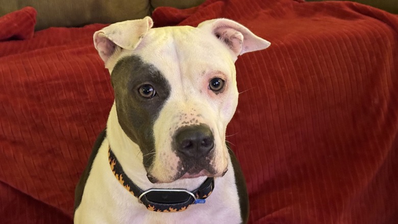 Dog wearing a collar