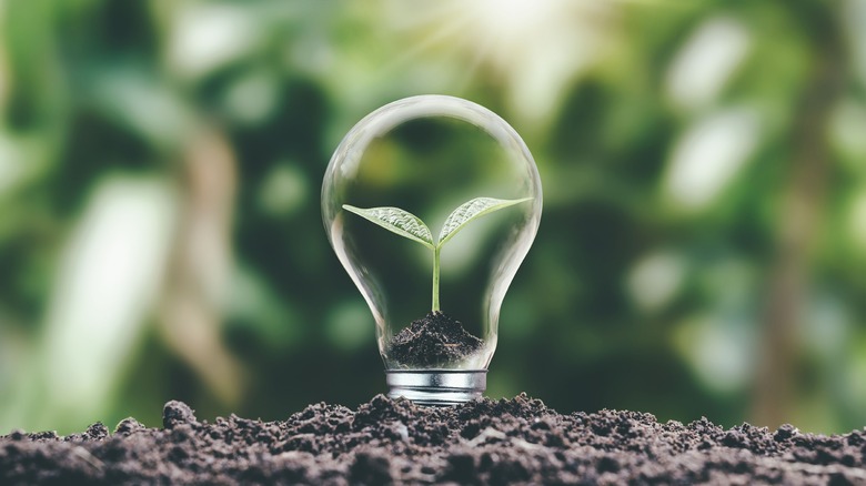 A design of a lightbulb growing panted into the ground depicting green energy.
